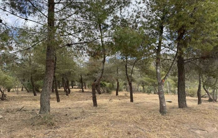 Στο «κόκκινο» ο Υμηττός – Απαγόρευση κυκλοφορίας και μέγιστη ετοιμότητα