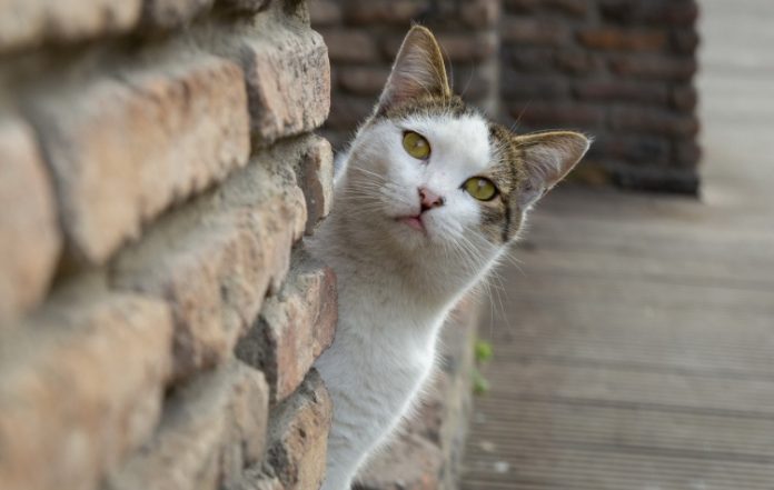 Ενημερωτική δράση για τα αδέσποτα στην Ηλιούπολη