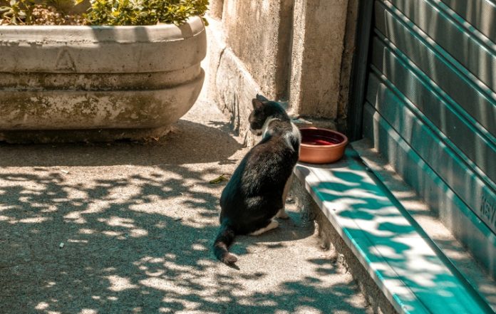 Καλοκαιρινή φροντίδα για τα αδέσποτα στον Δήμο Καισαριανής 