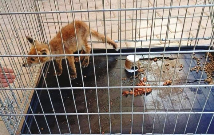 Αίσιο τέλος για το τραυματισμένο αλεπουδάκι της Γλυφάδας