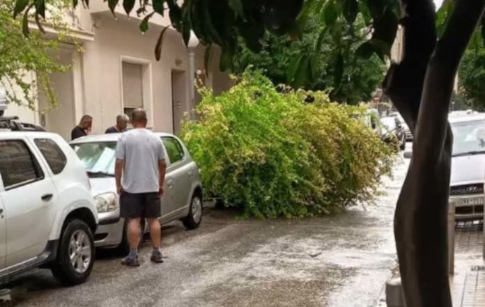 Πτώση δέντρου στην Κανάρη – Ερωτήματα της αντιπολίτευσης για τη συντήρηση και τη διαχείριση