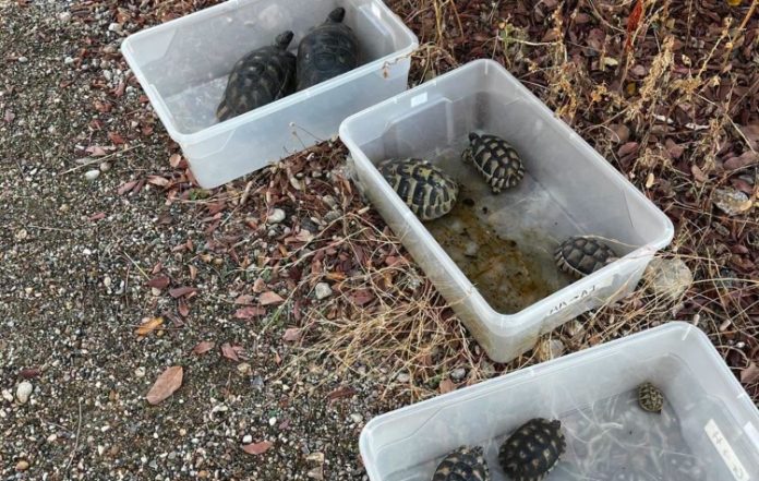 Επιχείρηση διάσωσης 135 χελωνών από το Πάρκο Ασυρμάτου