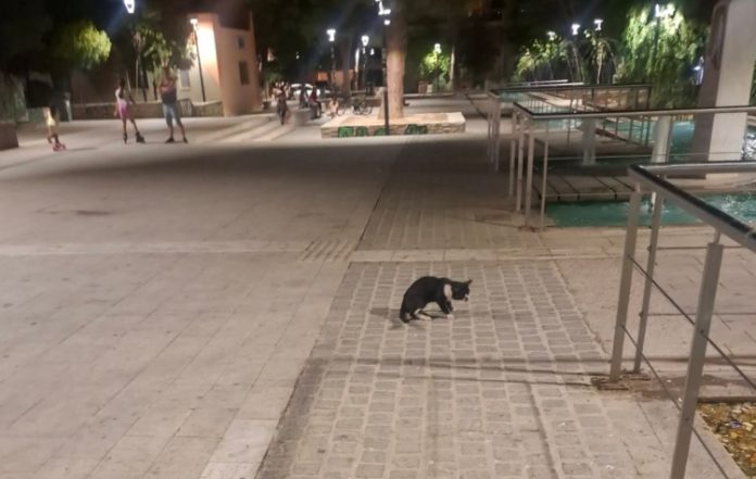 Δάφνη - Υμηττός: Διασώθηκε η τραυματισμένη γάτα της Πλατείας Δημαρχείου