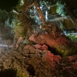 Ηλιούπολη: Επικίνδυνη πτώση δέντρου σε όχημα