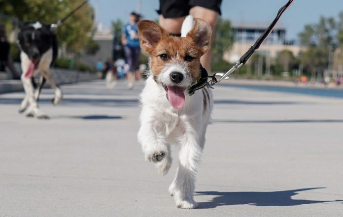 Open Agora: Animals: Το ΚΠΙΣΝ ανοίγει την «Αγορά» του για την προστασία και ευζωία των ζώων