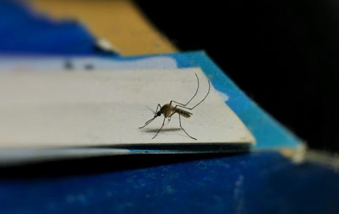 Δήμος 3Β: Δωρεάν rapid tests για τον ιό του Δυτικού Νείλου