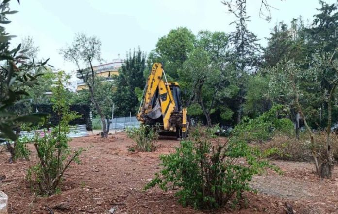 Σε εξέλιξη οι μεταφυτεύσεις δέντρων στην Καισαριανή