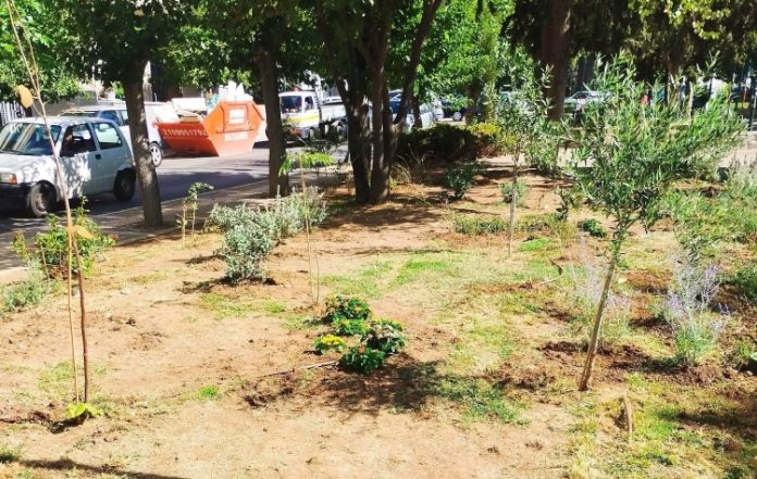 «Πρασινίζει» το Πάρκο Καραολή και Δημητρίου με 180 νέες φυτεύσεις