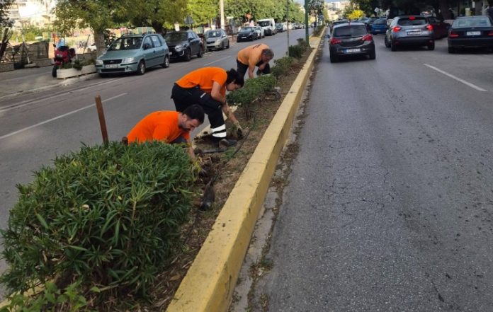Νέα δέντρα σε κεντρικές λεωφόρους της Ηλιούπολης