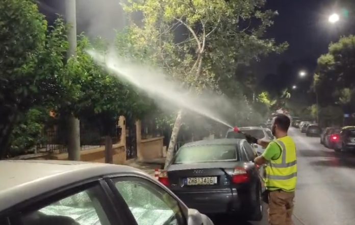 Συναγερμός για τον «Μαύρο Ακανθώδη Αλευρώδη» – Τα μέτρα του Δήμου Π. Φαλήρου